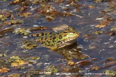 Pelophylax perezi