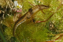 Lissotriton helveticus