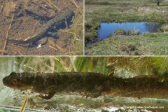 Triturus marmoratus