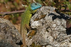 Lacerta schreiberi