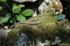 Lacerta schreiberi