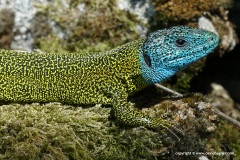 Lacerta schreiberi