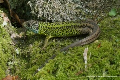 Lacerta schreiberi
