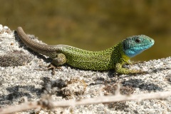Lacerta schreiberi