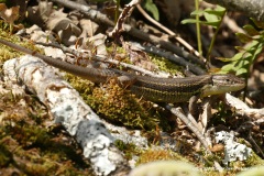 Psammodromus algirus