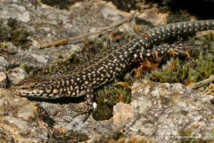Podarcis guadarramae