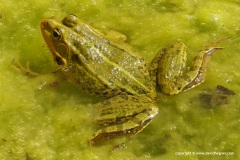 Pelophylax perezi