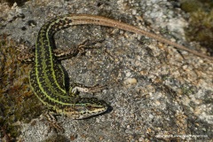 Podarcis bocagei