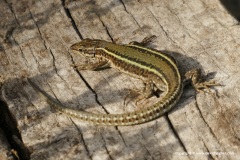 Podarcis bocagei