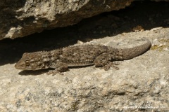 Tarentola mauritanica