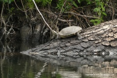 Mauremys leprosa