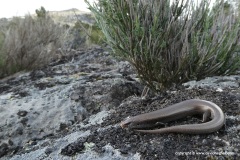 Chalcides bedriagai