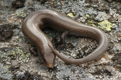 Chalcides bedriagai