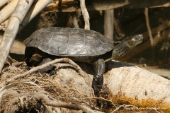 Mauremys leprosa
