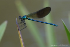 Calopteryx sp.