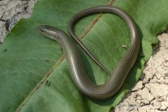 Chalcides striatus