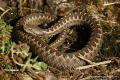 Vipera latastei