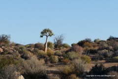 North of Springbok