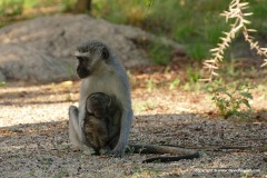 Cercopithecus pygerythrus