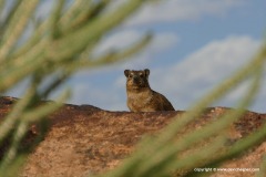 Procavia capensis