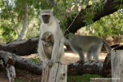 Cercopithecus pygerythrus