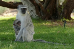 Cercopithecus pygerythrus