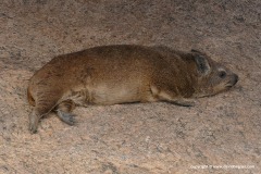 Procavia capensis