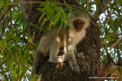 Cercopithecus pygerythrus