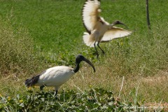 Threskiornis aethiopicus