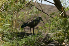 Threskiornis aethiopicus