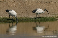 Threskiornis aethiopicus