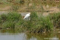 Bubulcus ibis