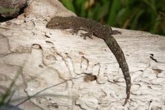 Afrogecko porphyreus