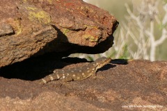 Karusasaurus polyzonus