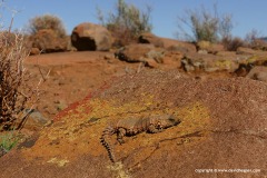 Ouroborus cataphractus