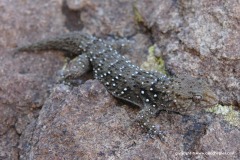 Chondrodactylus bibronii