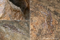 Chondrodactylus bibronii