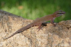 Pachydactylus atorquatus