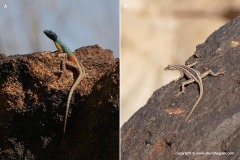 Platysaurus broadleyi