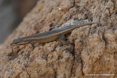 Trachylepis spilogaster