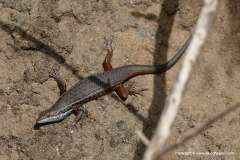 Trachylepis punctulata