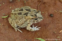 Sclerophrys gutturalis