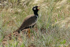 Afrotis afraoides