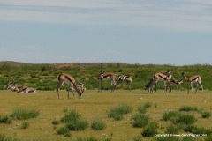 Antidorcas marsupialis