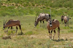 Oryx gazella