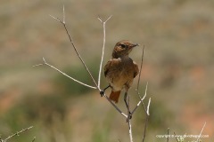 Cercomela familiaris