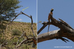 Agama aculeata