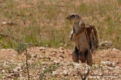 Xerus inauris