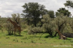 Giraffa giraffa