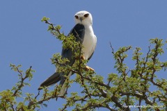 Elanus caeruleus